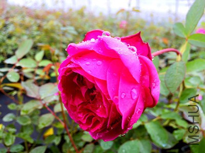 1477089781_IMG_7366_����.jpg