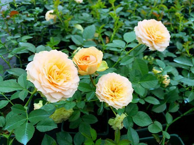1477090034_IMG_7376_����.jpg