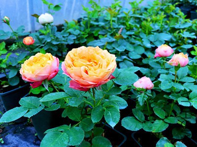 1477090133_IMG_7379_����.jpg