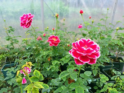 1477090244_IMG_7383_����.jpg