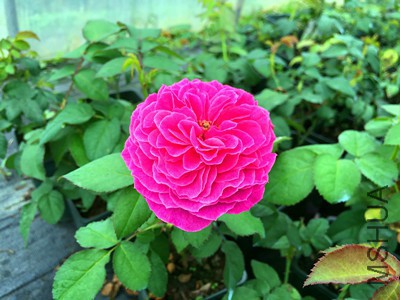 1477090285_IMG_7385_����.jpg