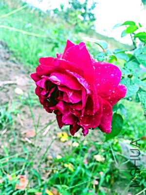1477090458_IMG_7388_����.jpg
