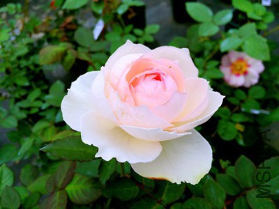 1477090628_IMG_7393_����.jpg