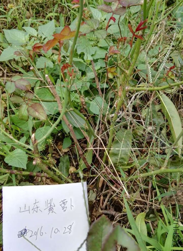 4444.jpg