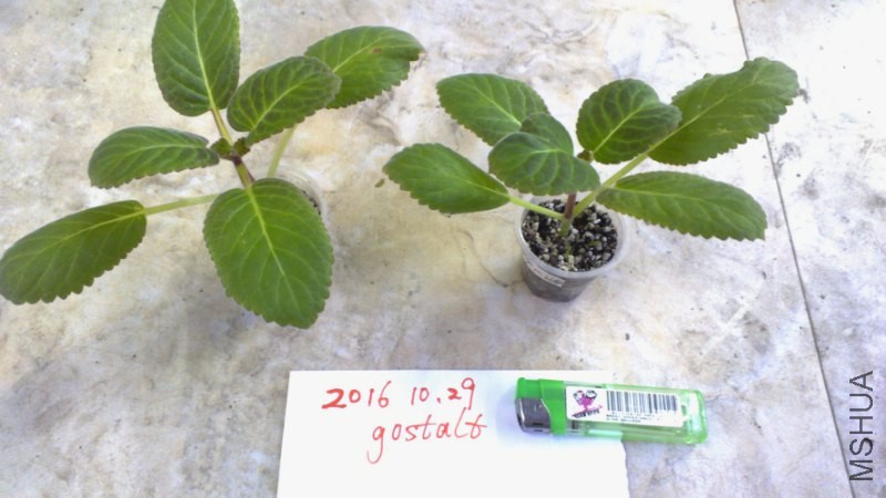 �����޼۵��ݻ�50ml����