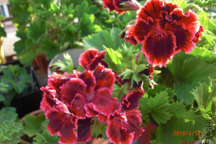 CIMG0004.JPG