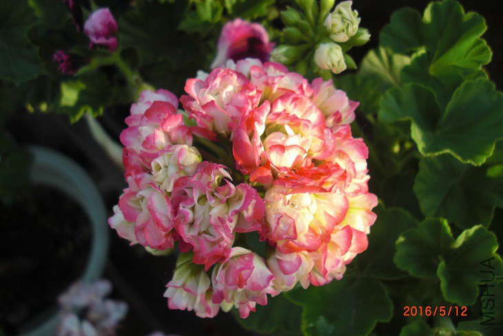 CIMG0007.JPG