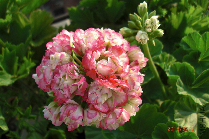 CIMG0008.JPG