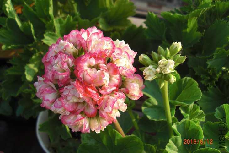 CIMG0009.JPG