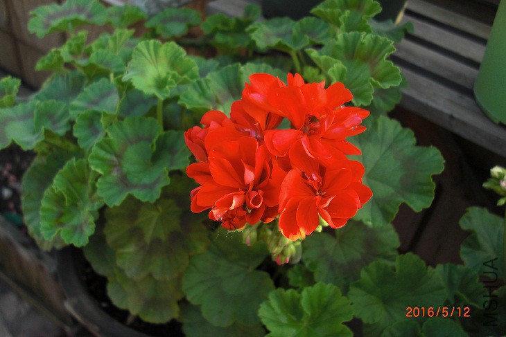 CIMG0010.JPG