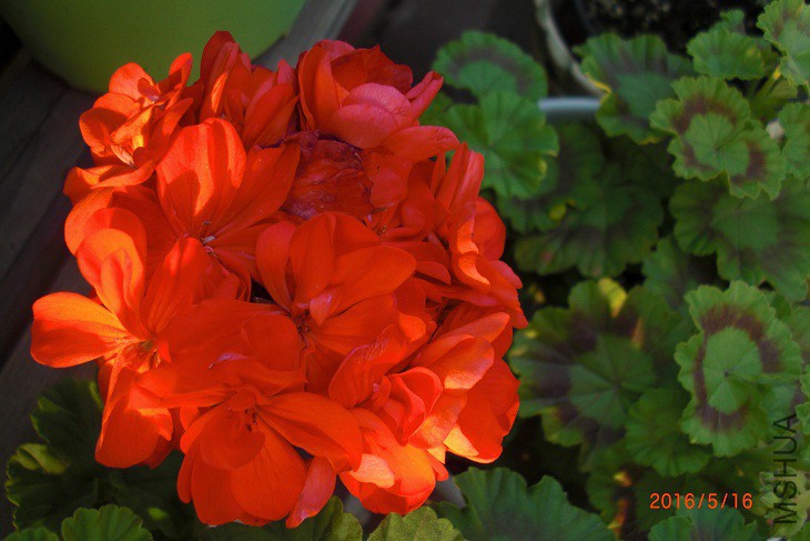 CIMG0014.JPG