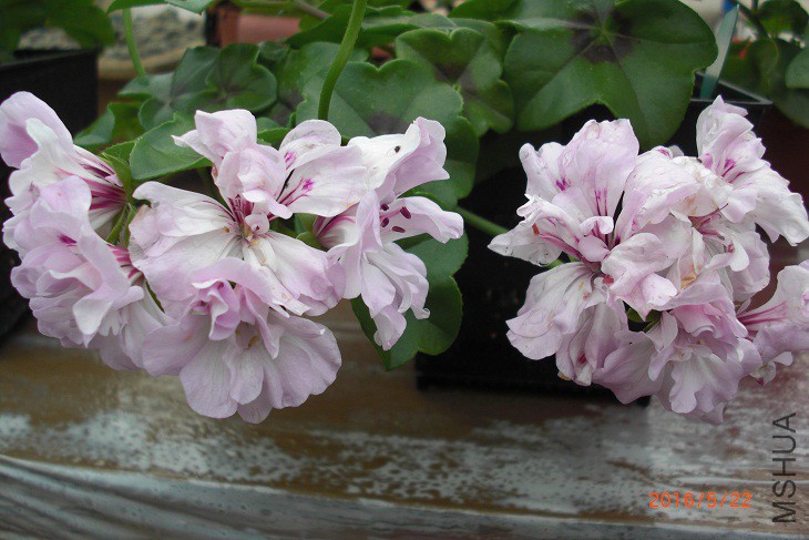 CIMG0054.JPG