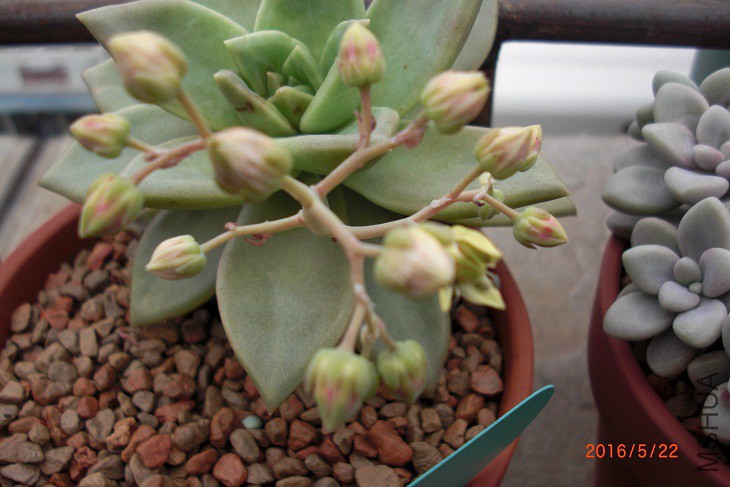 CIMG0035.JPG