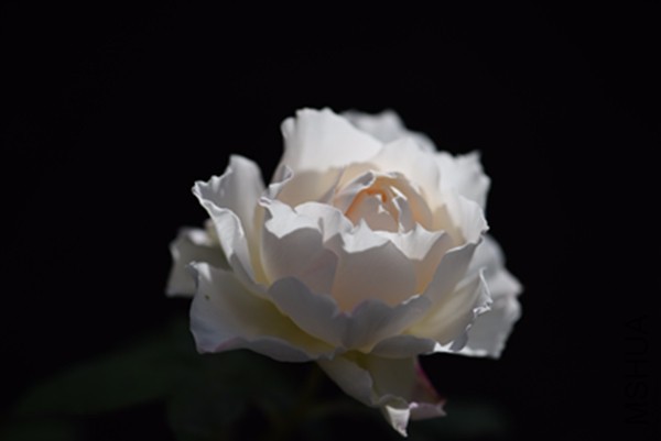 DSC_0140_����.jpg