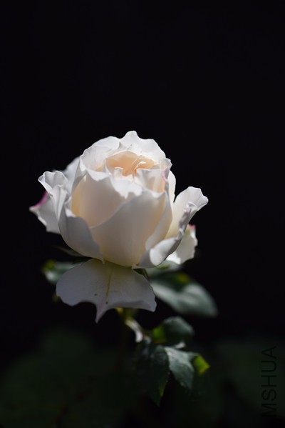 DSC_0142_����.jpg