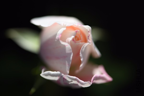 DSC_0177_����.jpg
