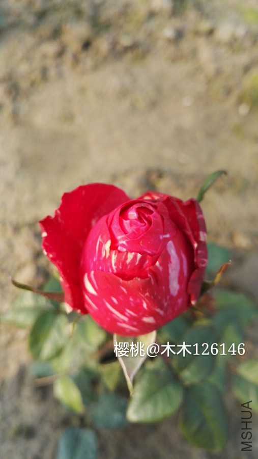 -490b924bb98b9c62.jpg