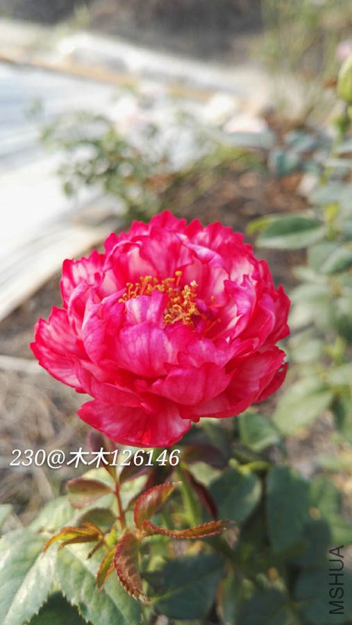 6e8abb2045c9324a.jpg