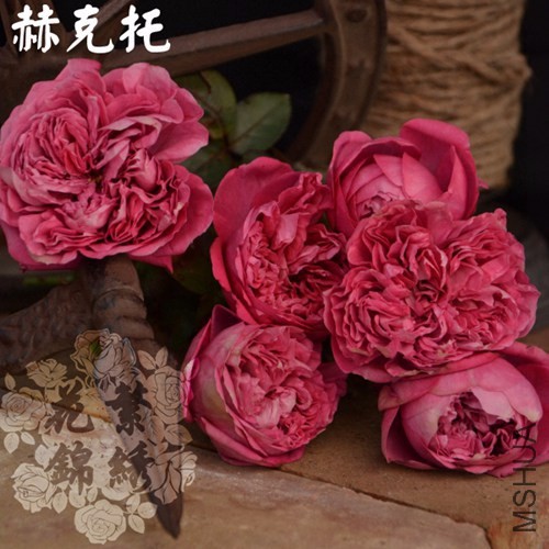 img62548474.jpg