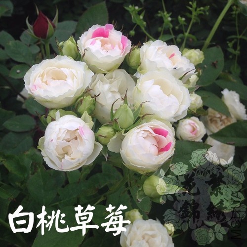 ���Ҳ�ݮ.jpg