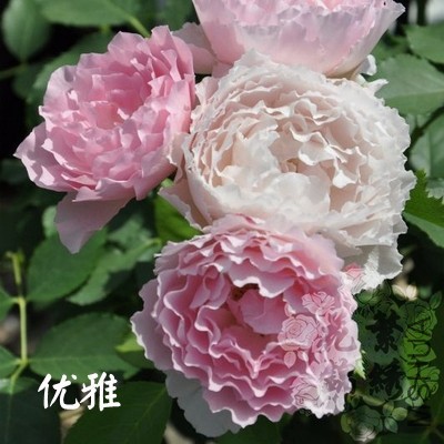 TB2T6fJaYWJ.eBjSspdXXXiXFXa_!!1925453121.jpg_400x400.jpg