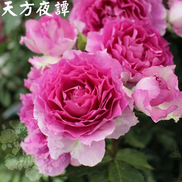 �췽ҹ̷.jpg