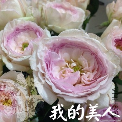 TB2kz4qX4sa61BjSsppXXbu1XXa_!!1925453121.jpg_400x400.jpg