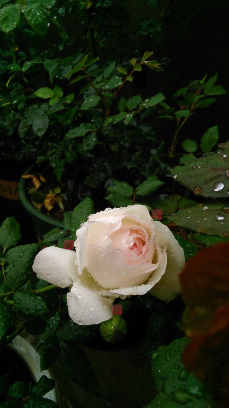 IMG_20161029_121729.jpg