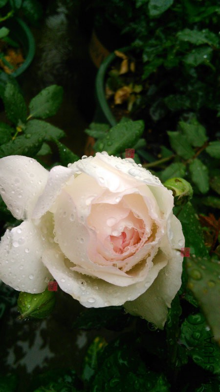 IMG_20161029_121737.jpg