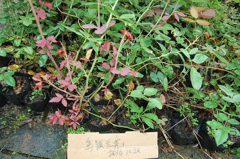 DSC_97470005.JPG