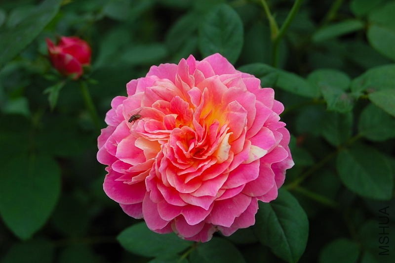 DSC_83980048.JPG