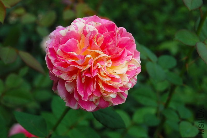DSC_84010051.JPG