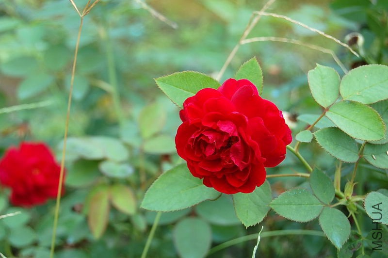 DSC_84070057.JPG