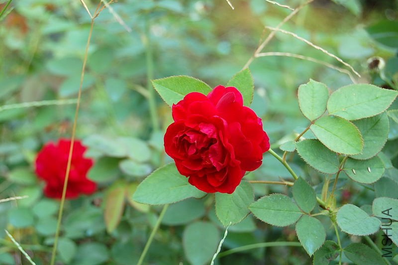 DSC_84080058.JPG
