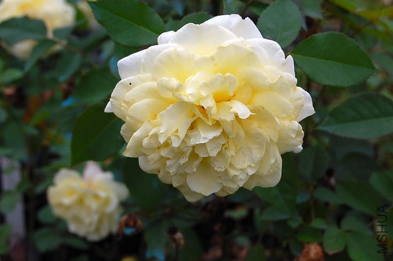 DSC_84100060.JPG