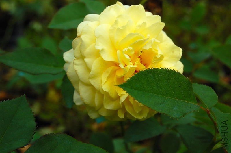 DSC_84430093.JPG
