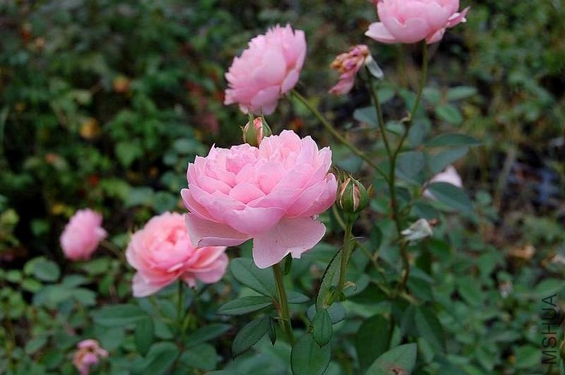 DSC_84120062.JPG