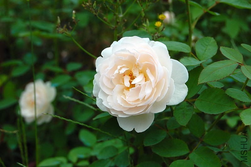 DSC_84240074.JPG