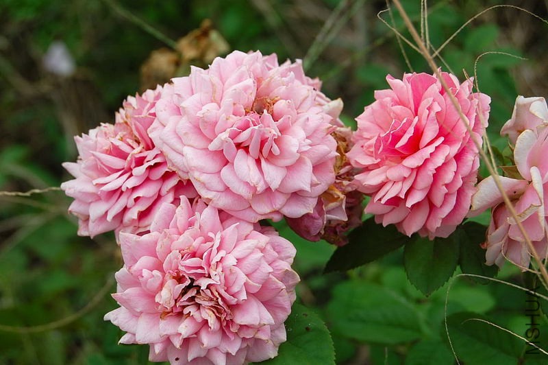 DSC_84180068.JPG