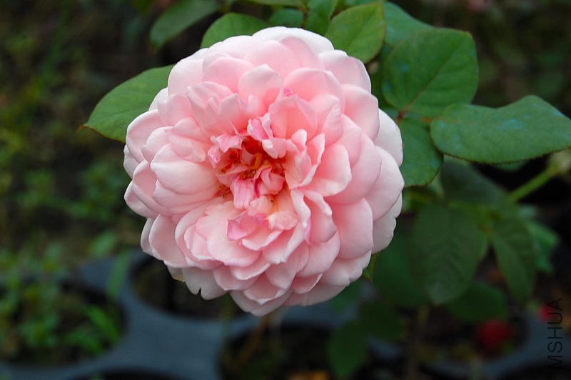 DSC_84320082.JPG