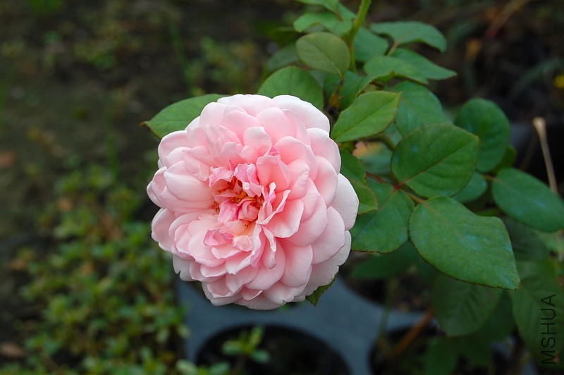 DSC_84340084.JPG