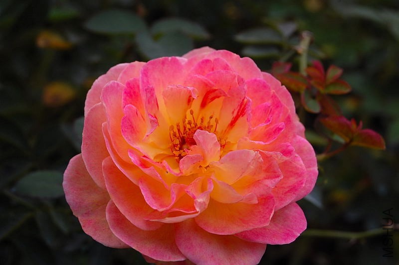 DSC_83910041.JPG