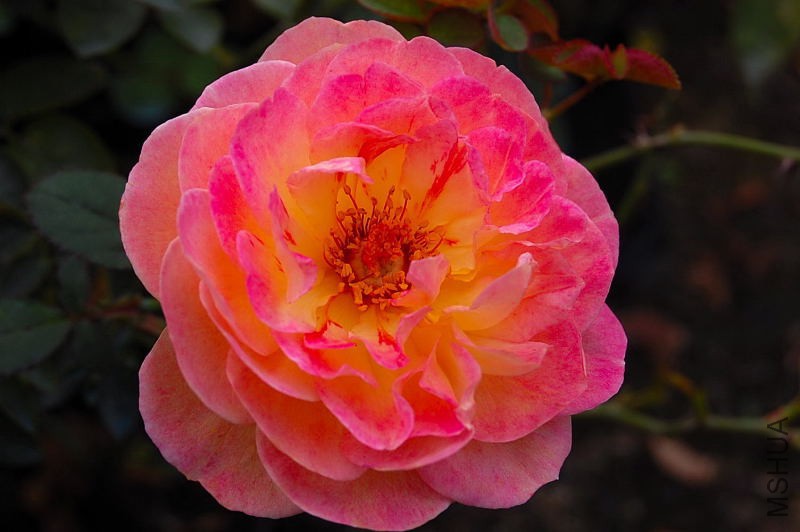 DSC_83900040.JPG