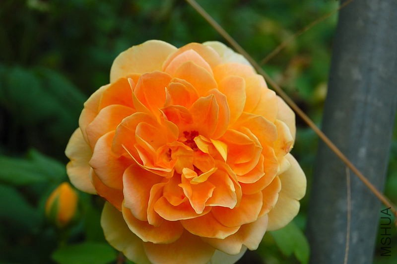 DSC_84480098.JPG