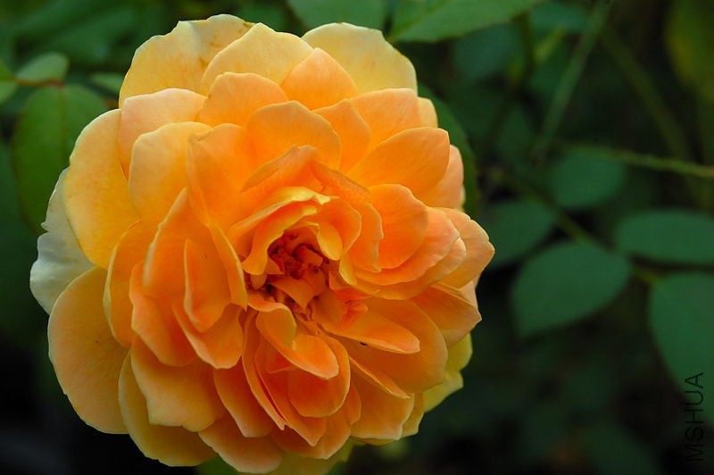 DSC_84500100.JPG
