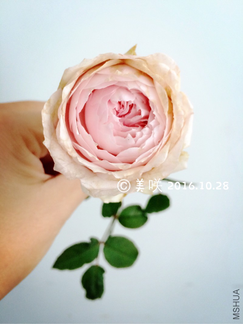 145414dkhlf59mbe89hop2.jpg