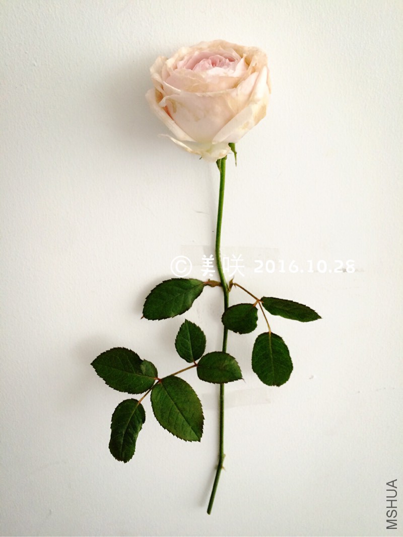 145414kx79u7peztx55uel.jpg