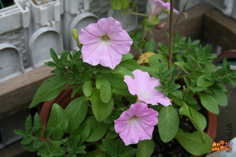 ��Ƭ 029_����.jpg