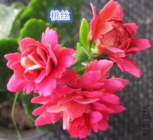 205113hy86tt869jx051x4_JPG_thumb_����.jpg