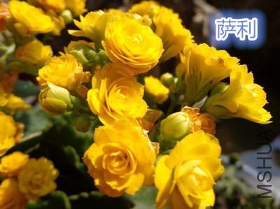 T1fP4aFuhaXXXXXXXX_!!0-item_pic.jpg_400x400_����.jpg